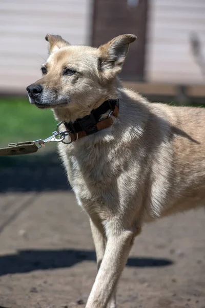 Light Beige Mongrel Dog Leash Background Greenery Summer — Stock Photo, Image