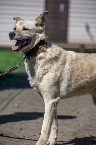 Açık Bej Renkli Köpek Tasmalı Yazın Yeşilliğin Arka Planına Karşı — Stok fotoğraf