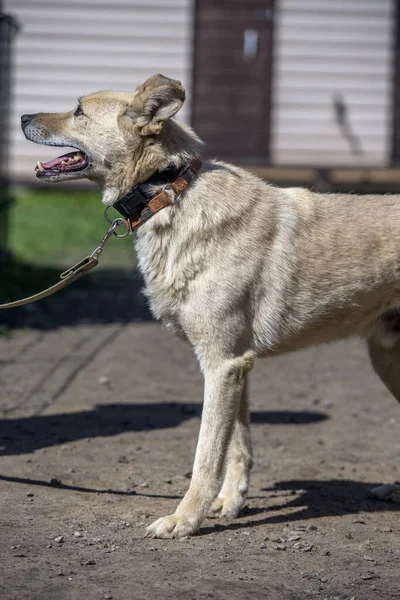 Heller Beiger Mischlingshund Der Leine Vor Grünem Hintergrund Sommer — Stockfoto