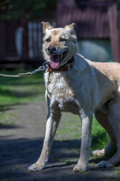 Heller Beiger Mischlingshund Der Leine Vor Grünem Hintergrund Sommer — Stockfoto