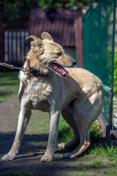 Heller Beiger Mischlingshund Der Leine Vor Grünem Hintergrund Sommer — Stockfoto