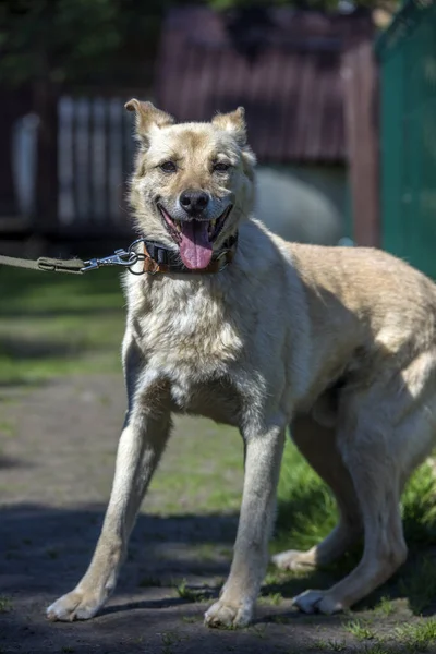 Heller Beiger Mischlingshund Der Leine Vor Grünem Hintergrund Sommer — Stockfoto