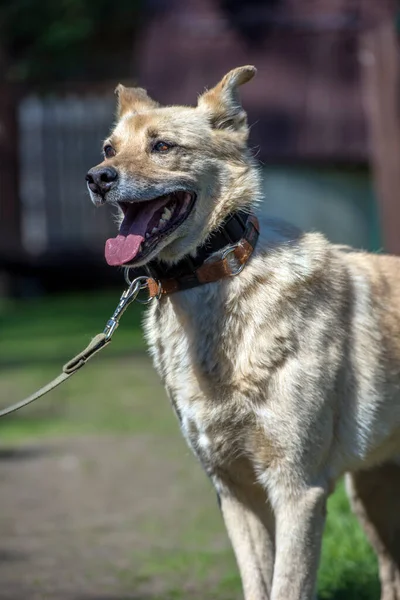 Cane Bastardo Beige Chiaro Guinzaglio Uno Sfondo Verde Estate — Foto Stock