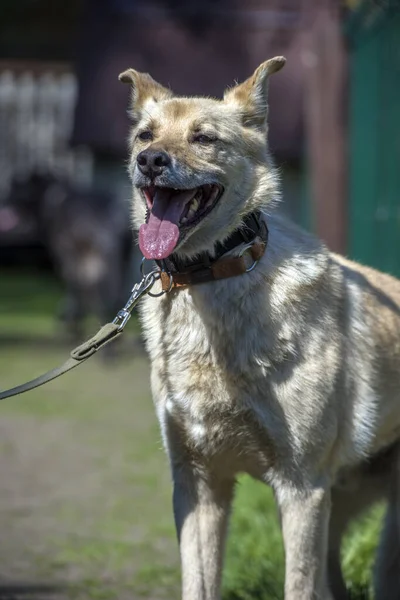 Heller Beiger Mischlingshund Der Leine Vor Grünem Hintergrund Sommer — Stockfoto