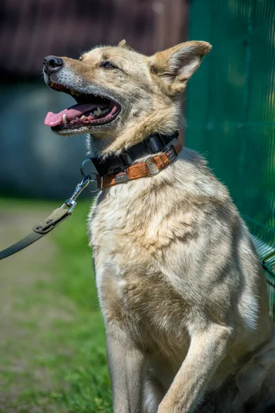 Heller Beiger Mischlingshund Der Leine Vor Grünem Hintergrund Sommer — Stockfoto