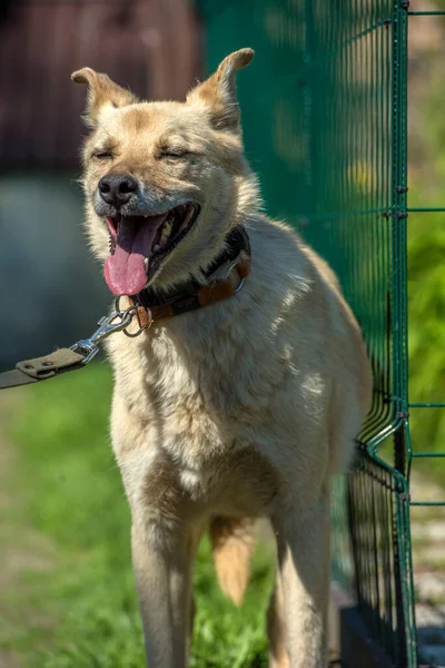 Ljus Beige Blandras Hund Koppel Mot Bakgrund Grönska Sommaren — Stockfoto