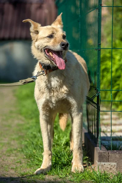 Perro Mestizo Beige Claro Con Una Correa Contra Fondo Vegetación —  Fotos de Stock