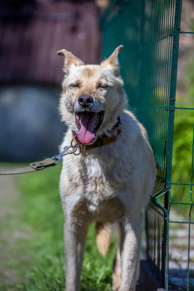 Heller Beiger Mischlingshund Der Leine Vor Grünem Hintergrund Sommer — Stockfoto