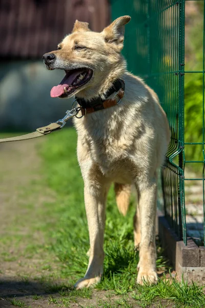 Light Beige Mongrel Dog Leash Background Greenery Summer — Stockfoto