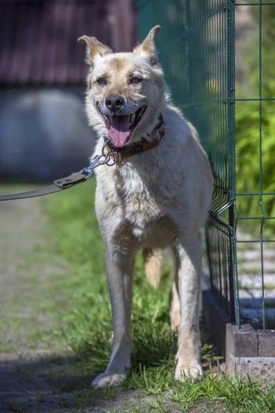 Könnyű Bézs Korcs Kutya Pórázon Háttér Zöld Nyáron — Stock Fotó