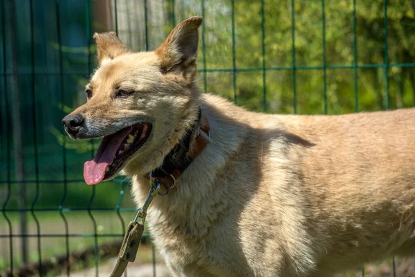 Chien Bâtard Beige Clair Laisse Sur Fond Verdure Été — Photo