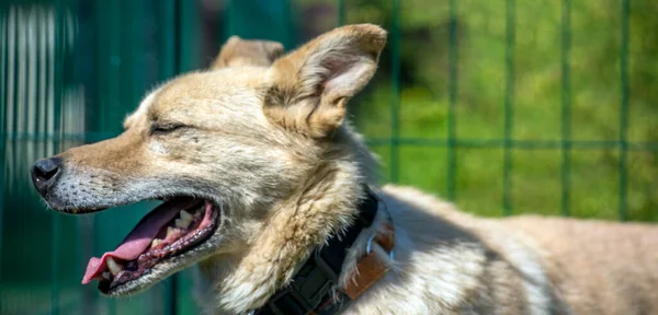 Light Beige Mongrel Dog Leash Background Greenery Summer — Zdjęcie stockowe