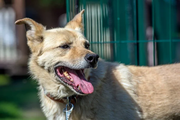 Heller Beiger Mischlingshund Der Leine Vor Grünem Hintergrund Sommer — Stockfoto