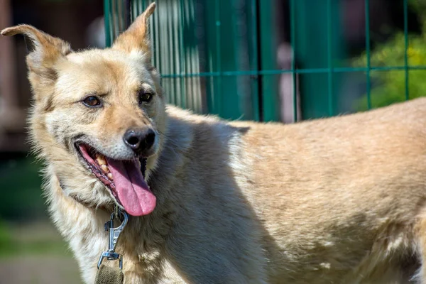 Cão Rafeiro Bege Leve Uma Coleira Contra Contexto Verdura Verão — Fotografia de Stock