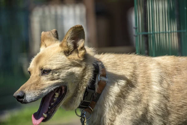 Heller Beiger Mischlingshund Der Leine Vor Grünem Hintergrund Sommer — Stockfoto