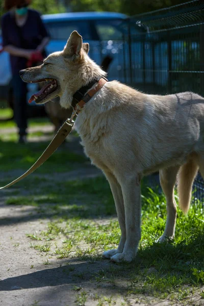 Perro Mestizo Beige Claro Con Una Correa Contra Fondo Vegetación —  Fotos de Stock