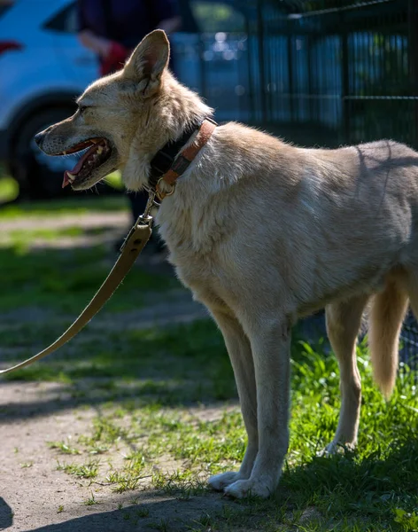 Cão Rafeiro Bege Leve Uma Coleira Contra Contexto Verdura Verão — Fotografia de Stock