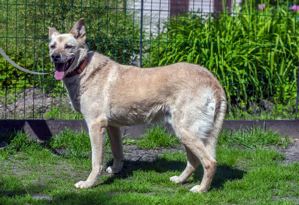Light Beige Mongrel Dog Leash Background Greenery Summer — Stockfoto