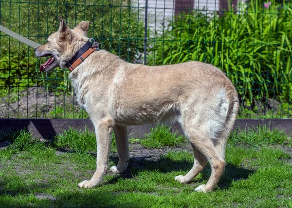 Açık Bej Renkli Köpek Tasmalı Yazın Yeşilliğin Arka Planına Karşı — Stok fotoğraf