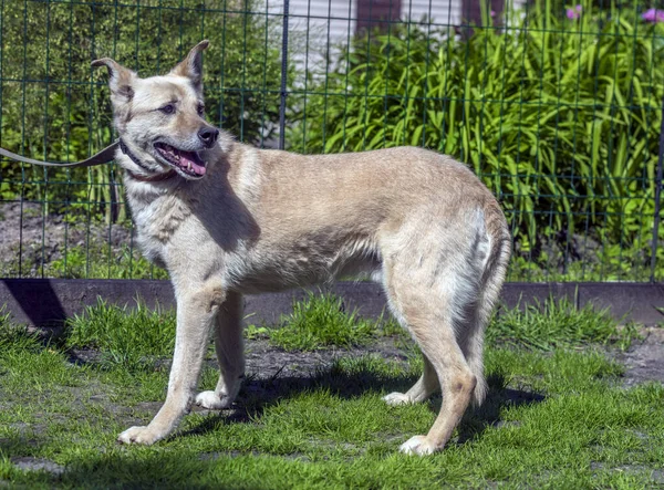 Cão Rafeiro Bege Leve Uma Coleira Contra Contexto Verdura Verão — Fotografia de Stock