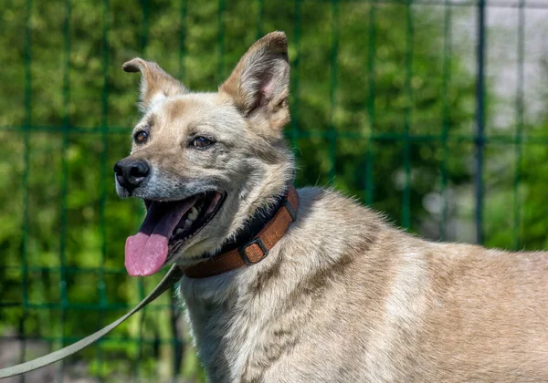 Ljus Beige Blandras Hund Koppel Mot Bakgrund Grönska Sommaren — Stockfoto