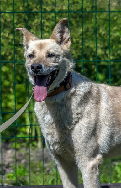 Heller Beiger Mischlingshund Der Leine Vor Grünem Hintergrund Sommer — Stockfoto