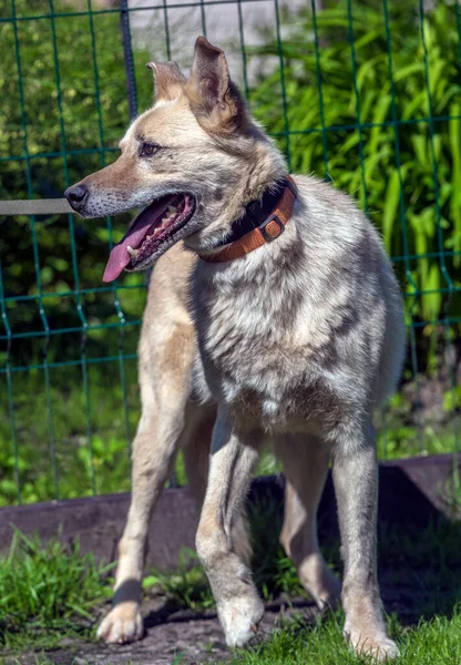 Light Beige Mongrel Dog Leash Background Greenery Summer — Stockfoto