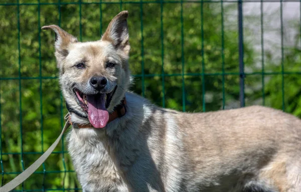 Cão Rafeiro Bege Leve Uma Coleira Contra Contexto Verdura Verão — Fotografia de Stock