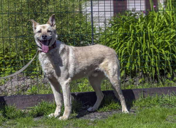 Açık Bej Renkli Köpek Tasmalı Yazın Yeşilliğin Arka Planına Karşı — Stok fotoğraf