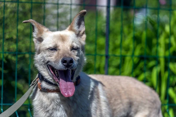 Heller Beiger Mischlingshund Der Leine Vor Grünem Hintergrund Sommer — Stockfoto