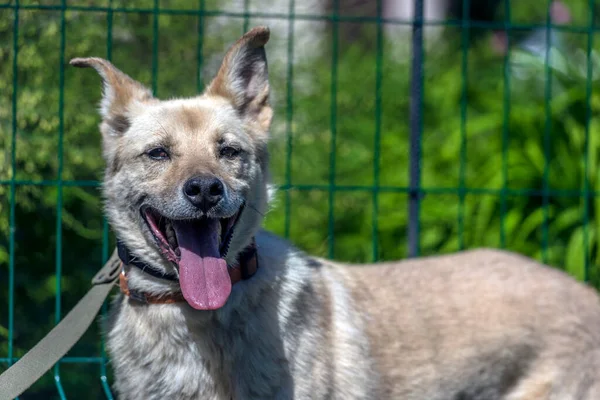 Cão Rafeiro Bege Leve Uma Coleira Contra Contexto Verdura Verão — Fotografia de Stock