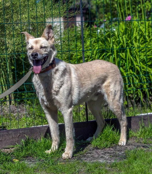 Heller Beiger Mischlingshund Der Leine Vor Grünem Hintergrund Sommer — Stockfoto