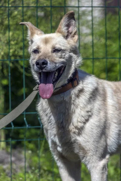 Heller Beiger Mischlingshund Der Leine Vor Grünem Hintergrund Sommer — Stockfoto