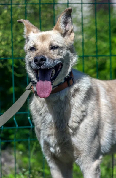 Heller Beiger Mischlingshund Der Leine Vor Grünem Hintergrund Sommer — Stockfoto