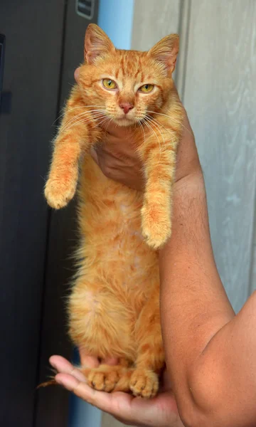 Ellerinde Kehribar Rengi Gözleri Olan Sevimli Kırmızı Bir Kedi — Stok fotoğraf