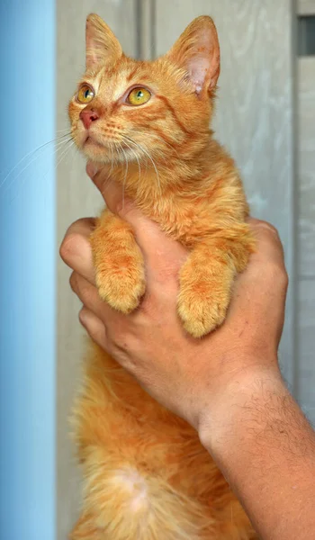 Lindo Gato Rojo Joven Con Ojos Ámbar Sus Manos — Foto de Stock