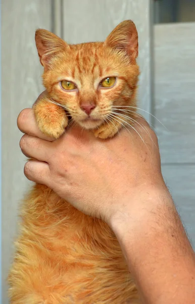 Lindo Gato Rojo Joven Con Ojos Ámbar Sus Manos — Foto de Stock