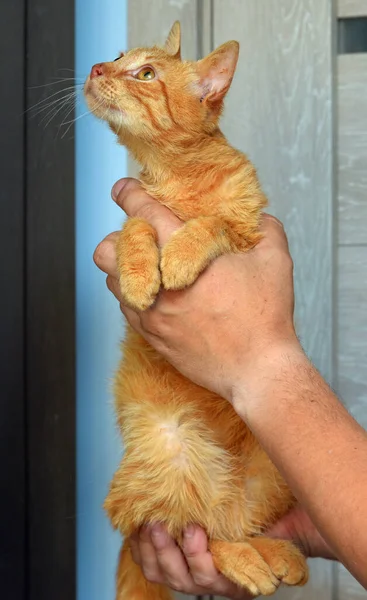 Lindo Gato Rojo Joven Con Ojos Ámbar Sus Manos — Foto de Stock