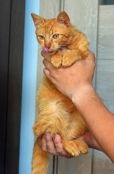 Χαριτωμένο Νεαρή Κόκκινη Γάτα Κεχριμπαρένια Μάτια Στα Χέρια Του — Φωτογραφία Αρχείου