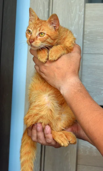 Słodkie Młody Czerwony Kot Bursztynowe Oczy Jego Rękach — Zdjęcie stockowe