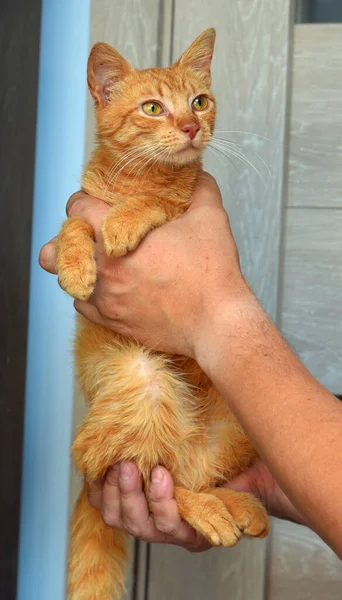 Słodkie Młody Czerwony Kot Bursztynowe Oczy Jego Rękach — Zdjęcie stockowe
