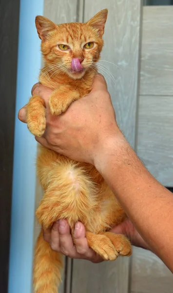 Χαριτωμένο Νεαρή Κόκκινη Γάτα Κεχριμπαρένια Μάτια Στα Χέρια Του — Φωτογραφία Αρχείου