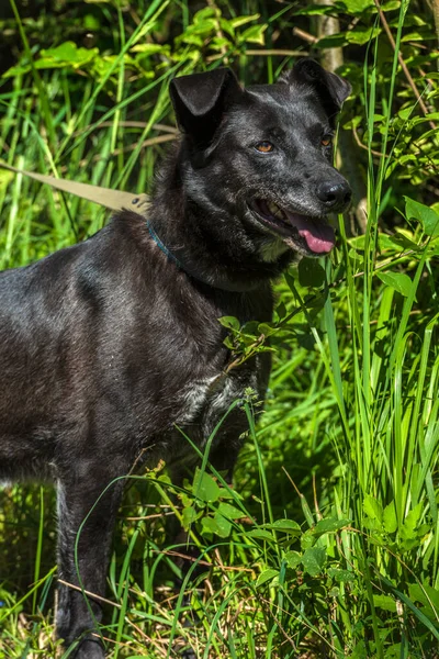 Grande Cão Preto Mgrel Uma Trela Verão — Fotografia de Stock