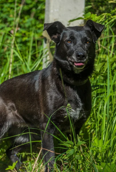 Grande Cão Preto Mgrel Uma Trela Verão — Fotografia de Stock