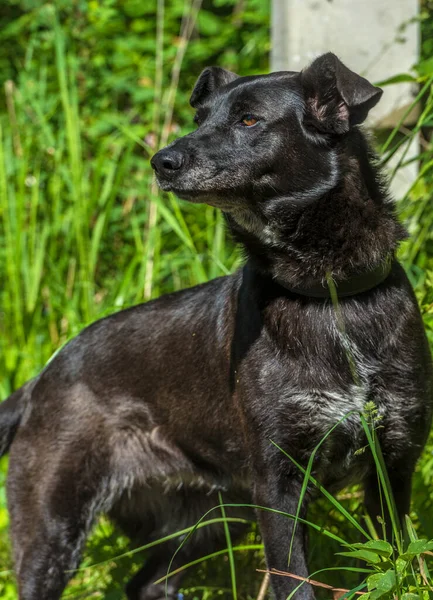 夏には大きな黒い犬のモングレルが — ストック写真