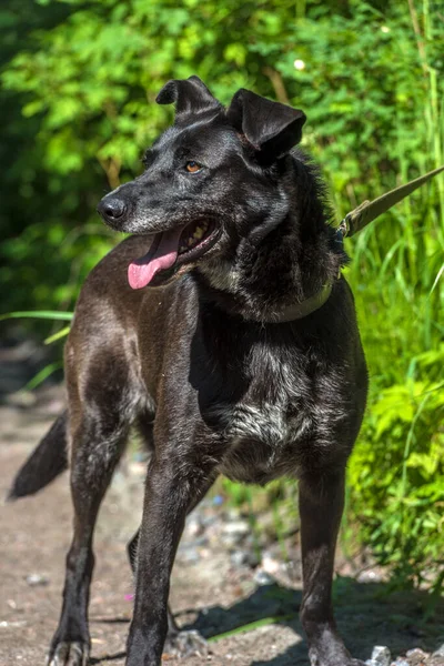 Grote Zwarte Hond Bastaard Aan Een Riem Zomer — Stockfoto