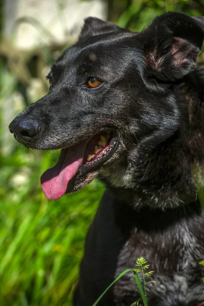 Μεγάλος Μαύρος Σκύλος Μπάσταρδος Λουρί Καλοκαίρι — Φωτογραφία Αρχείου