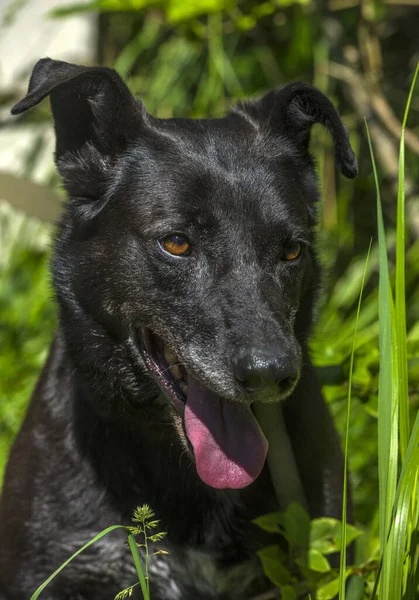 Large Black Dog Mongrel Leash Summer — Stock Photo, Image