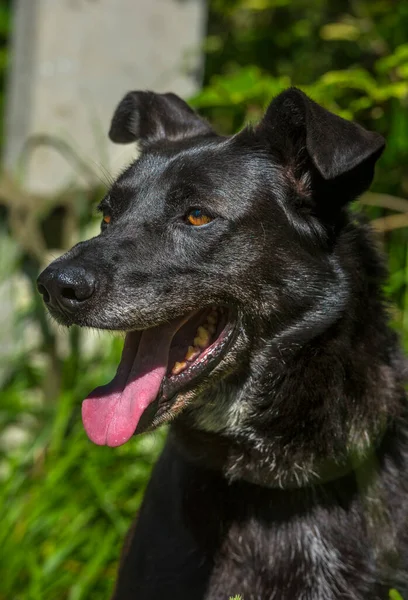 Grande Cão Preto Mgrel Uma Trela Verão — Fotografia de Stock