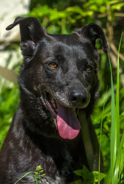 Grande Cão Preto Mgrel Uma Trela Verão — Fotografia de Stock